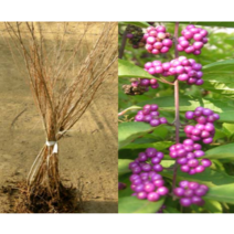 (성실D)좀작살나무 묘목 키100센치 5그루