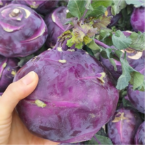 국산 제주 햇 콜라비 최상품 3kg 5kg 10kg, 제주 콜라비 5kg, 1개