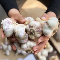 청년마켓 2023년 국내산 햇마늘 통마늘 특대 왕특, 특대 5kg