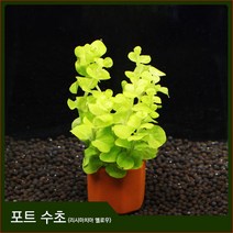 자연과사람 포트수초 리시마치아 옐로우 1포트, 1개