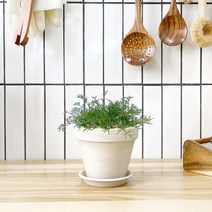 1+1 캐모마일 카모마일 키친허브 화분 세트 베란다 텃밭 허브 키우기, H21.캐모마일, H42.샐러리