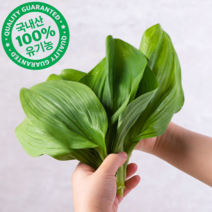 산지직송 유기농 생 명이나물 잎명이 대명이 산마늘생채 1kg, 잎명이1kg