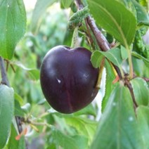 착한가격 나무생각 / 서양자두(슈가푸룬) / 결실주, 주