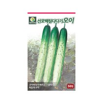 선호백침다다기오이 씨앗 50립 저장성 우수 조기수확, 단품