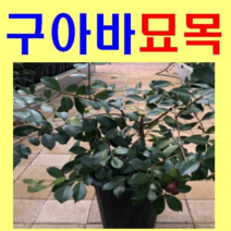 (D소망)샤인머스켓 청포도묘목(분) 결실주트 1그루