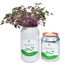 [아이엠캔] 새싹재배세트 무순 1ea 씨앗 새싹 채소 키우기 키트 텃밭 모종 홈가드닝 베란다 미니 텃밭 유치원 어린이집 홈재배 유치원교구 관찰학습, 아이엠캔 무순(소)