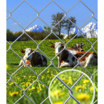 안전 보호망 능형 울타리 고라니망 닭장 메쉬 휀스, 두께 3.0mm 규격 2.0 10m 홀 6cm