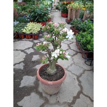 사과나무/높이40센치