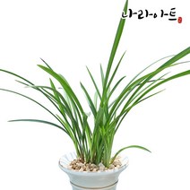철골소심(9-10촉)/동양란/서양란/풍란/난/공기정화식물/나라아트, 1개