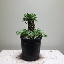 [공룡꽃식물원]괴마옥 선인장 대품, 1개