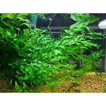 볼비티스 음성 수초 키우기 초보 치어 치비 구피 새우 은신처 어항 꾸미기