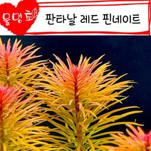 [물멍초] 매력만점 붉은 수초 판타날 레드 핀네이트 5촉