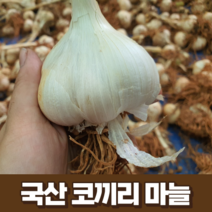 국산 코끼리마늘 3kg 5kg 10kg 국내산 23년 햇 마늘 식용 종자 웅녀마늘 국산 정읍 서산 해남 홍산 창녕 의성 담양 신안 대왕마늘, 1개, 3kg(혼합)