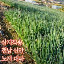 산지직송 국내산 신안 노지대파 대파 흙대파 5kg 10kg, 노지대파_3kg