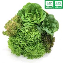 [슬기로운도시농부]뿌리째 더 신선한 유러피안 샐러드 6포기 세트 무농약 GAP인증