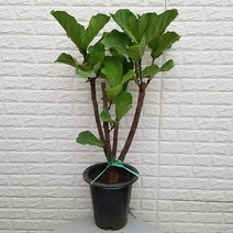 떡갈나무52 - 공기정화식물