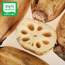 산지직송 통연근 햇 연근 생연근 파지연근 2kg 3kg 15kg 특품, 1박스, 연근 2kg(4-7개)