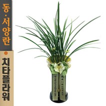 치타플라워 동양란 철골소심 [CD04-001] 승진 개업 축하 난 동양난 영전 취임 생일 선물 화분 고급 란 전국 배송 꽃배달