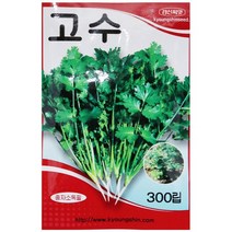 바보사랑 고수 씨앗 (300립) 텃밭 종자 쌈채소 키우기 .미미네아쿠아