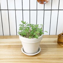 1+1 마조람 키친허브 화분 세트 로즈마리 딜 바질 베란다 텃밭 허브 키우기, H29.마조람, H18.스테비아