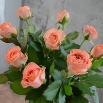장미꽃 생화 꽃다발 생화택배 여자친구선물, 스탠다드 클라란스