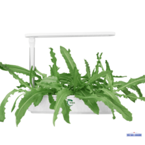 수경재배화분 친환경 가정용 베란다 상추 수경식물 세트 텃밭 키우기, pvc, J