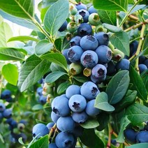 블루베리 결실주 / 블루제이 (Bluejay) 아파트 베란다에서도 키움 / 안토시아닌 듬뿍 FT339