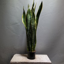 꽃백화점 산세베리아 중품