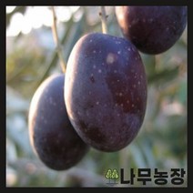 (나무농장) 올리브 네바딜로 블랑코 10cm 포트