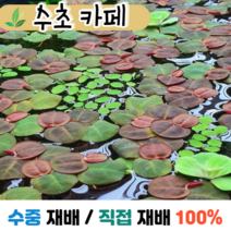 수초카페) 필란터스 플루이탄스 3뿌리 부상수초 초보수초 자연수초 관상수초 재배수초