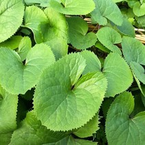 [베리세상] 국내산 생 곰취나물 1kg, 단품