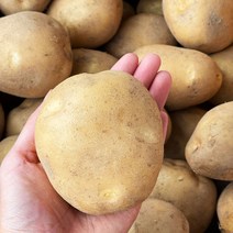 2022년 수확 국내산 햇 감자 수미감자 타박한감자, 왕특사이즈, 3kg