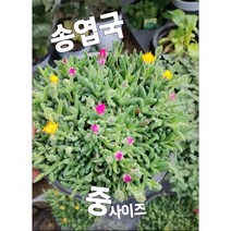 송엽국-중/사철채송화 송엽국