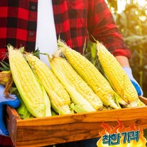 초당옥수수 프리미엄 특품 국산 밀양 제주 해남 옥수수, 14cm이상 10개입, 14cm이상 10개입