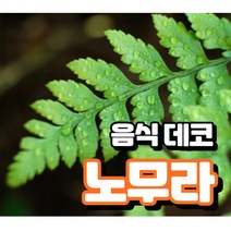 노무라 1단 생화 음식 데코 인테리어 카페 루모라잎 생잎 루모라고사리 장식 플레이팅용, 노무라1단5-6줄기