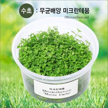 피알피쉬 무균 배양수초 미크란테뭄 (전경수초) 수초