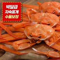 *박달급* 프리미엄 상급 후포리 홍게 85%이상 2kg 3kg 5kg 당일자숙, 3kg 8마리