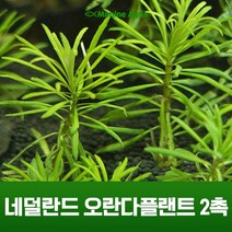 초보 수초 키우기 네덜란드 오란다플랜트 2촉, 단품