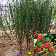 [모든원예조경] 앵두나무 묘목 (결실주) 분묘 조선앵두 과수 유실수, 1개