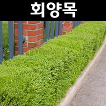 회양목 키30cm 뿌리(1단 5주묶음)/나무 묘목/상록수/조경용