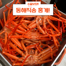 산지무료배송 수율보장 100%동해안 찜 홍게 자숙 박달 연지 홍게 속초 대게 산지직송 3000g, 찜(자숙)10미 2-3인분