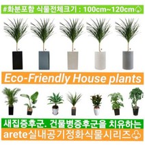 없음 [반값화분] MAIN-대형드라코130(드라세나) 직접배송 축하화분 개업화분 거실화분 카페화분 인테리어화분 아레카야자 극락조 알로카시아 파키라 고무나무, 방문분갈이