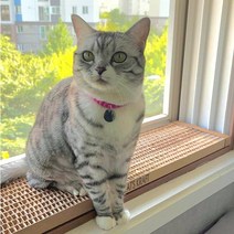 캣츠크라프트 맞춤제작 고양이 창틀 선반 해먹 캣타워 종이 캣타워, 85~102cm