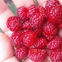 국내산 제철 햇 산딸기 1kg, 없음