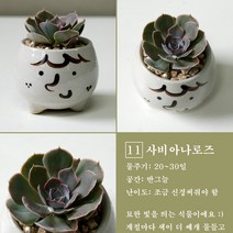 보거스플라워 미니다육이 산세베리아 스투키 정야 베이비핑거 홍미인 귀여운화분, 1개, 사비아나로즈