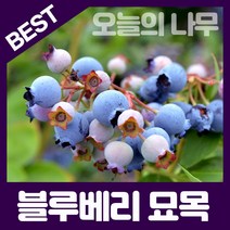 합리적 가격의 우수한 블루베리묘목(레카 M7 블루클랍 스타(남부종) 블루크럽 등), M7 삽목3년생