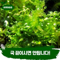 [아쿠아유쥬]물미역모스(소스컵 1컵) 음성 수초 어항 수족관 식물 활착 모스