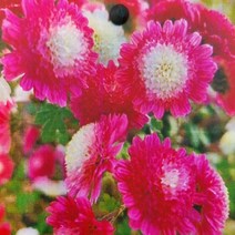 [초화]백봉(분재국화) 3개셋트