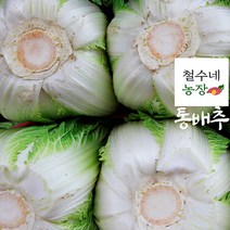 철수네농장 해남 통배추 1망 (3통) 김장 햇 배추 직거래 판매, 해남통배추, 3통