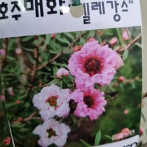[다온야생화] W2584 호주매화.엘레강스 (15cm) [랜덤]